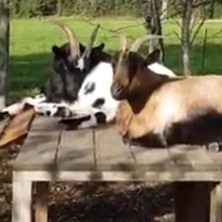 2Bed Gite Sleeps 6 - Pool Hot Tub Parking Apartman *